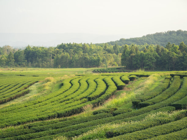 绿茶树叶田嫩芽草本绿茶树在茶树有机农场。接近新鲜树茶园山绿色自然在草药农场植物背景上午图片下载