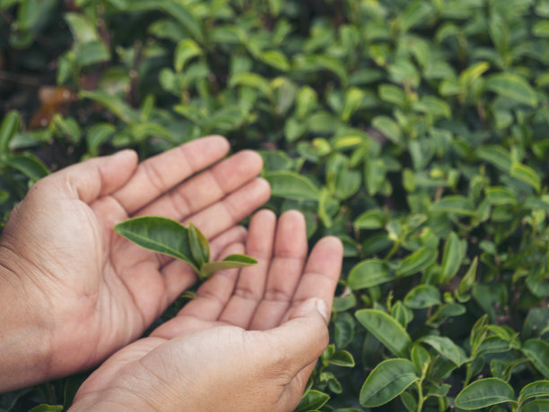 妇女手摘绿茶树采摘花蕾幼嫩的有机农场茶叶。手捧采摘黑茶、绿茶的花草农业。妇女在红茶农场收割图片下载