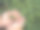 妇女手摘绿茶树采摘花蕾幼嫩的有机农场茶叶。手捧采摘黑茶、绿茶的花草农业。妇女在红茶农场收割图片下载