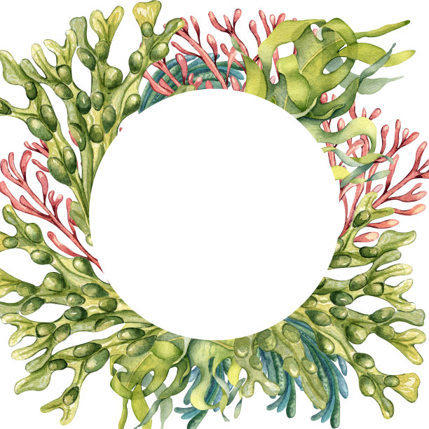 框架的绿色海洋植物水彩插图孤立的白色。海带，海沙拉，乌尔瓦，豆子手绘。设计元素的包装，标签，广告，明信片，海洋收集图片下载