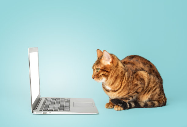 一只孟加拉猫看着蓝色背景的笔记本电脑屏幕的侧视图。图片下载
