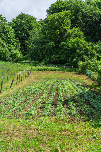 森林前面的小菜地。图片下载