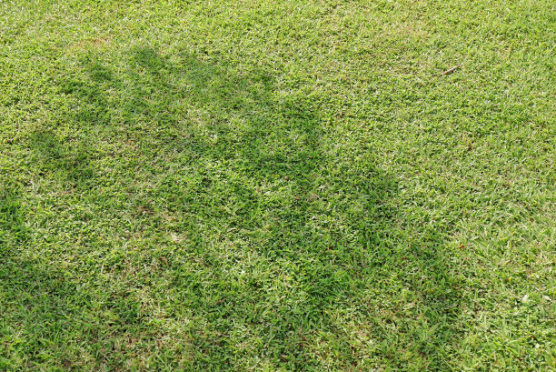 在阳光明媚的日子里，绿色的草地上有一片植物叶子的影子图片下载