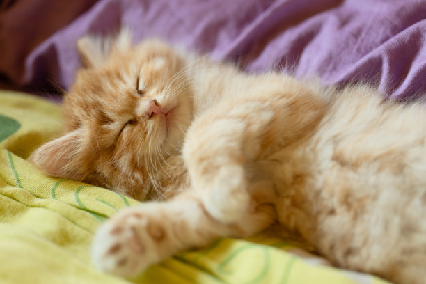 小美丽的红色小猫特写图片下载