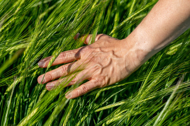 农民手握绿麦穗的特写。农业业务。图片下载