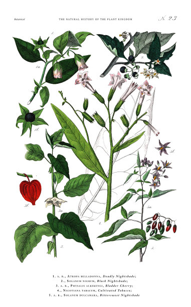 古董植物雕刻，植物王国的历史，维多利亚植物插图，板23，大约1853年图片下载