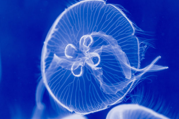 荧光月亮水母在水中游泳图片下载