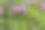 盛开的芳香百里香，百里香，野生百里香，爬行百里香，或小精灵百里香特写，微距照片。美丽的食物和药用植物在阳光明媚的日子里图片下载