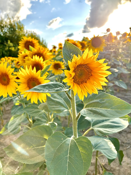 垂直视角的向日葵田与云彩在日落的夏天图片下载