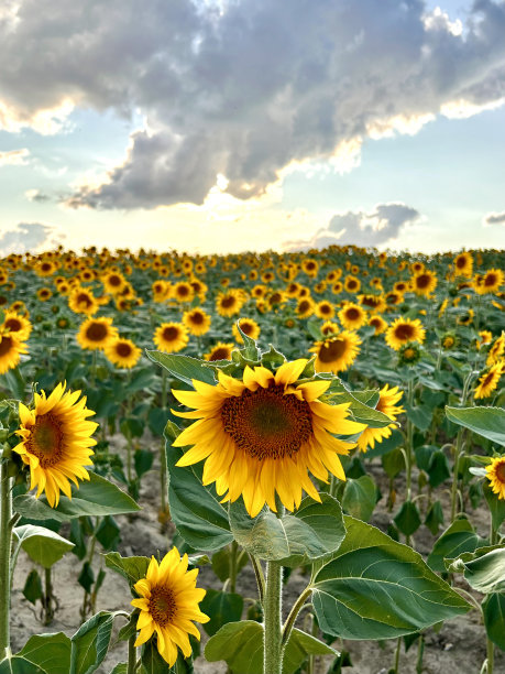垂直视角的向日葵田与云彩在日落的夏天图片下载