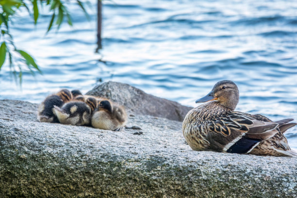 成年鸭子和许多小鸭子坐在绿色的池塘岸边图片下载