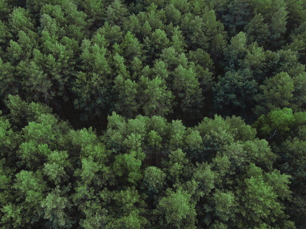 空中俯瞰松树林。从上面看针叶林的纹理。绿色背景自然。无人机拍摄的照片图片下载