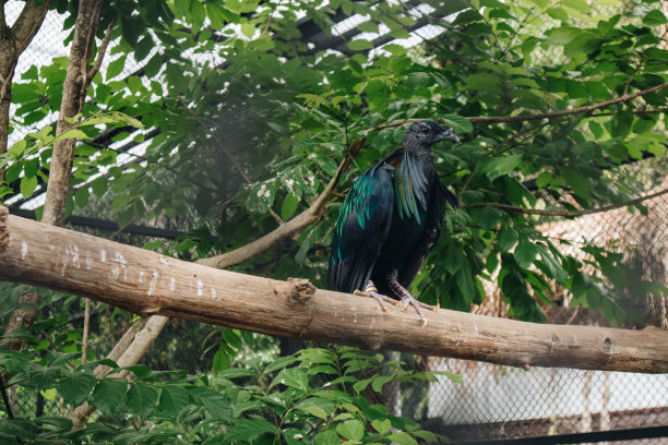 尼科巴鸽(Caloenas Nicobarica)天生栖息在树枝上。图片下载
