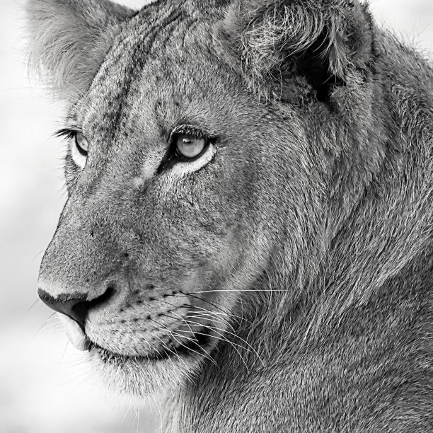 幼崽的肖像图片下载