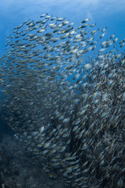 鱼群图片下载