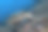 海龟图片下载