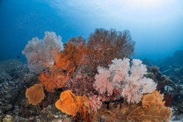 色彩缤纷的珊瑚礁景观图片下载