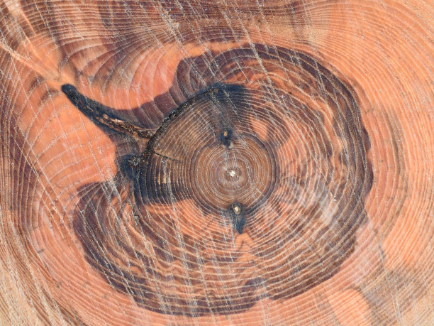 木材横切。木质纹理优美，一年生年轮。木材采伐、林业木工工业。图片下载