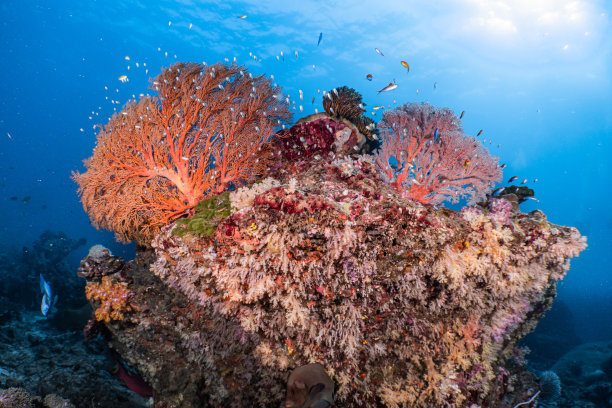 色彩缤纷的珊瑚礁景观图片下载