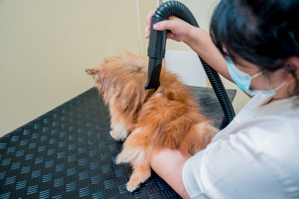 美容师在美容院洗完衣服后吹干一只波美拉尼亚狗图片下载