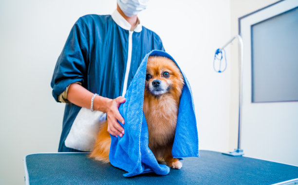 美容师在美容院为一只波美拉尼亚狗洗完澡后擦拭图片下载