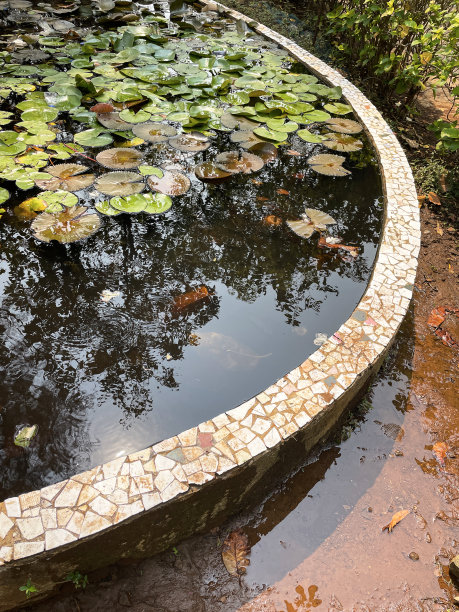 特写图片:漏水的肾形花园鱼塘，边缘凸起，破碎的陶器马赛克墙，水面覆盖着睡莲片，hoggin路径上的水坑，高架视图，重点放在前景图片下载