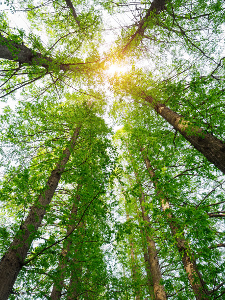 抬头望向树木方向的天空图片下载
