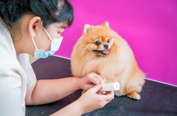 美容师在美容院给一只波美拉尼亚狗抛光爪子图片下载