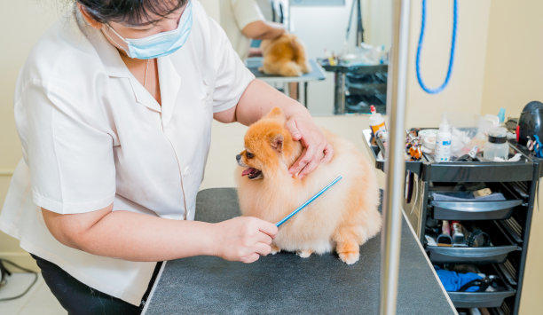 美容师带着防护面罩在美容沙龙剪波美拉尼亚狗。图片下载