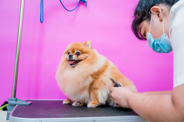 美容师带着防护面罩在美容沙龙剪波美拉尼亚狗。图片下载
