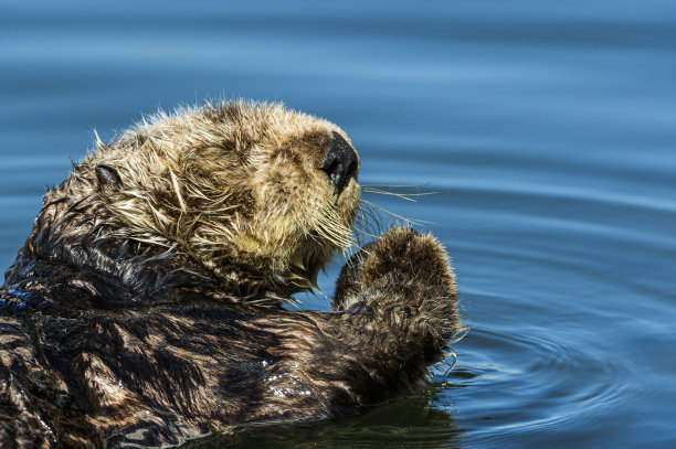 在平静的海洋中祈祷的野生海獭特写图片下载