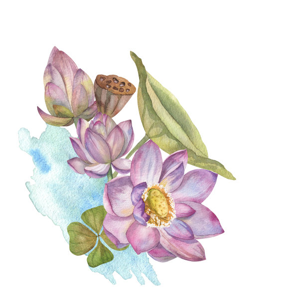 一组粉红色的荷花和干花在白色背景上的水彩图片下载