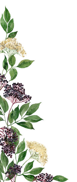 水彩花卉插画图片下载