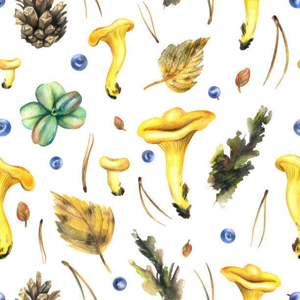 森林食用鸡油菌呈黄色，带有蓝莓、秋叶和松针、球果。水彩插图，手绘。白色背景上的无缝图案图片下载