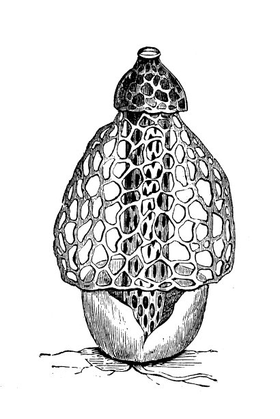 古植物学插图:羊肚菌，羊肚菌图片下载