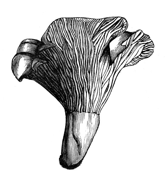 古植物学插图:鸡油菌属、斑蝥菌属图片下载
