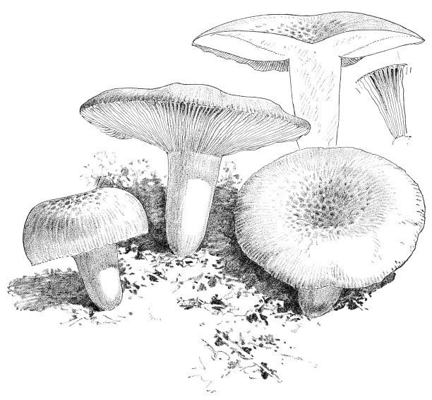 草-绿色鲁苏拉蘑菇 - 鲁苏拉·阿鲁吉尼亚图片下载