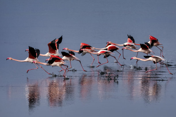 粉红色的大鸟大火烈鸟，凤凰翼龙，在水里图片下载