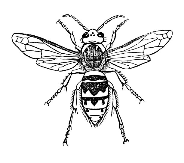 大黄蜂图片下载