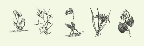 雕刻古植物、苔藓植物、水龙脚植物、藻类、真菌、苔藓植物、水龙脚植物等非开花植物的代表图片下载
