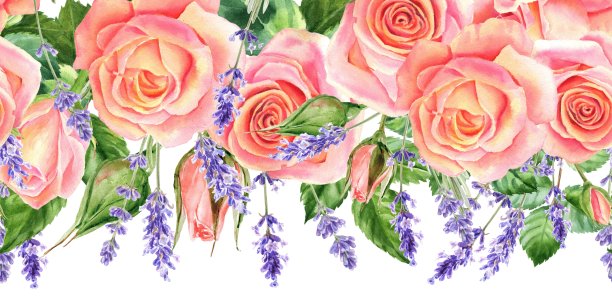 无缝的边界。脸红水彩玫瑰与薰衣草，美丽的花孤立的白色背景，水彩插图，植物学绘画图片下载