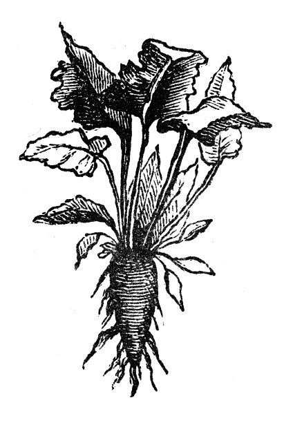 古董雕刻插图:甜菜根图片下载