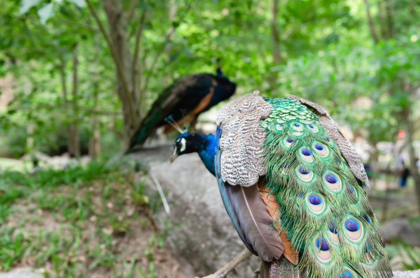 孔雀生活在自然森林里，人们来这里看它们的栖息地。图片下载