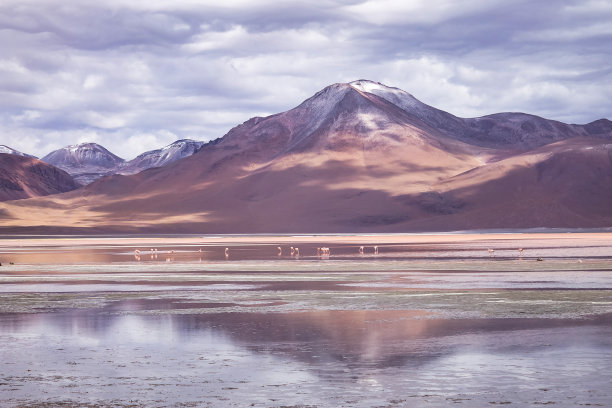 拉古纳科罗拉多湖的风景照片与粉红色的智利火烈鸟在安第斯山脉的背景。自然荒野中的玻利维亚风景。玻利维亚自然地标概念。复制广告文本空间图片下载