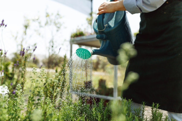 自然之美。在给盆栽树木浇水的过程中，水壶的特写图片下载
