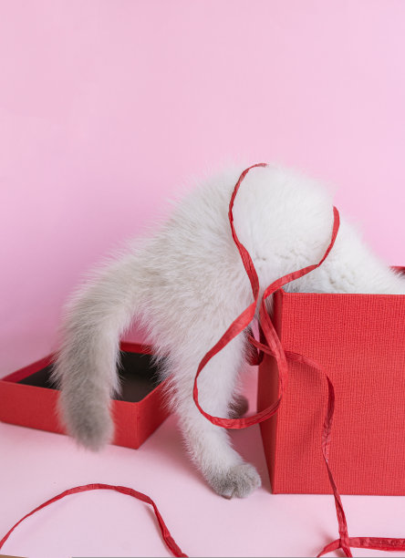 从红盒子里取出一只白色小猫的背影图片下载