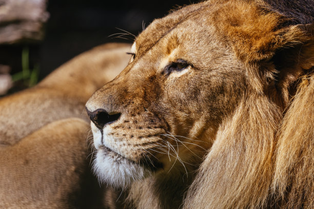 澳大利亚圈养的非洲狮图片下载