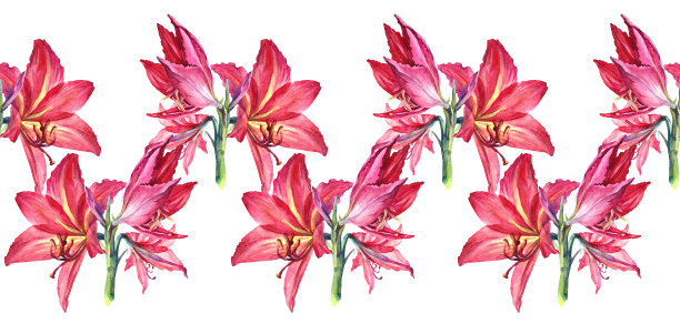 无缝边缘与水彩花束花红百合隔离在白色背景。手绘植物边卡庆祝婚礼或生日。用于墙纸或包装和框架的图案图片下载