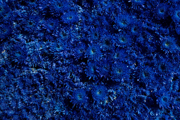 背景大量的蓝色菊花图片下载