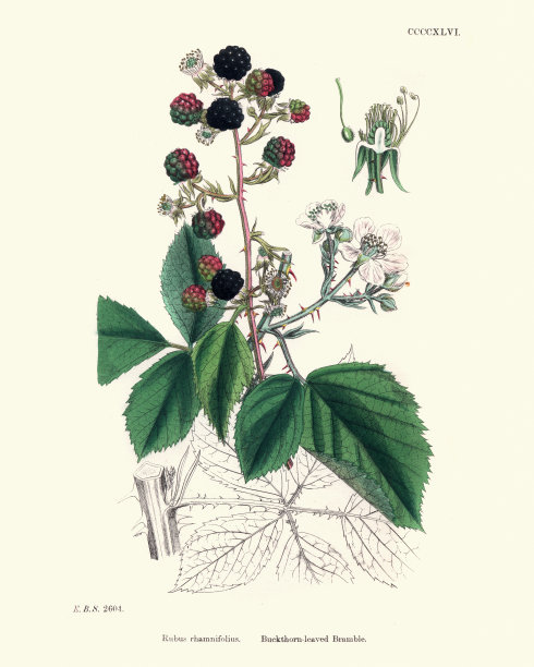 自然历史，植物学，花纹，鼠李叶黑莓(黑莓)图片下载